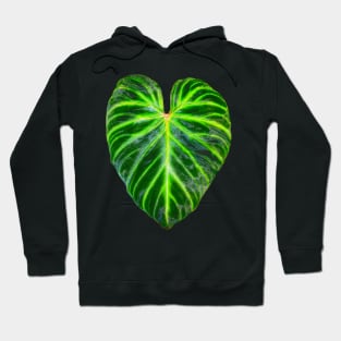 Philodendron verrucosum leaf - botanical illustration Hoodie